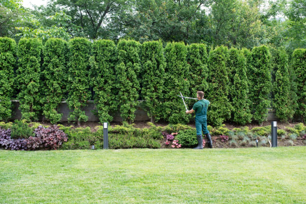 Trusted Saylorsburg, PA Tree Services Experts